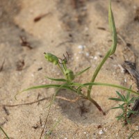 Iphigenia indica (L.) A.Gray ex Kunth